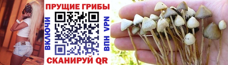 купить  цена  Болхов  Псилоцибиновые грибы MAGIC MUSHROOMS 